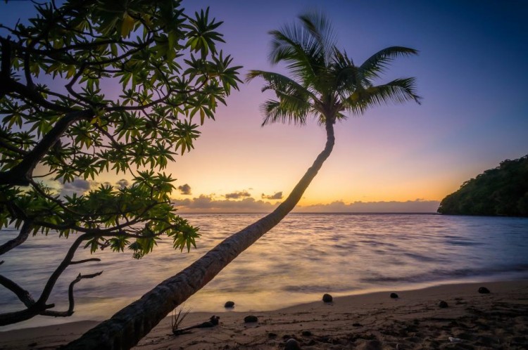 tree with beach sunset
